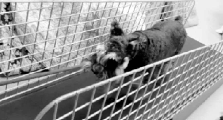 1-11-year-old-schnauzer-Papillon-goes-to-Mount-Pleasant-Hospital-for