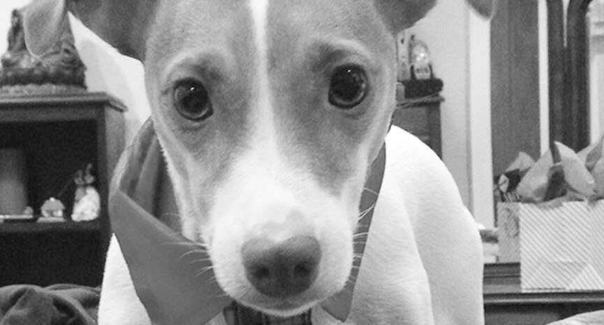 4-Jack-the-Jack-Russell