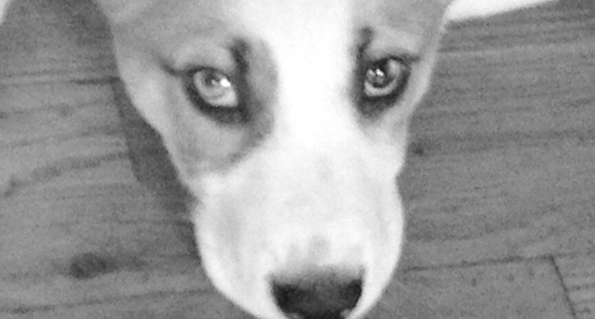 3-Just-picked-up-a-copy-of-The-Pet-Gazette-at-the-dog-run-nearby.-What