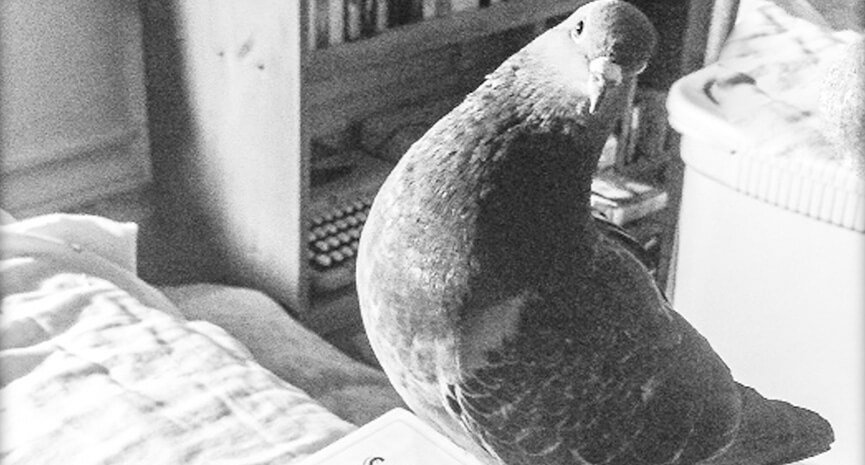1-This-is-Donovan-once-a-free-range-pidgeon-found-on-the-ground-in-a-park-and-not-fit-for-release.-Now-hes-a-great-companion