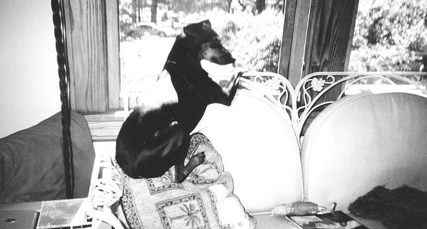 dog-waiting-for-owner