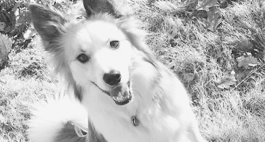 cute-dog-picture