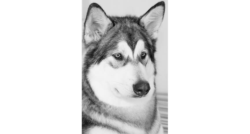service-owner-husky