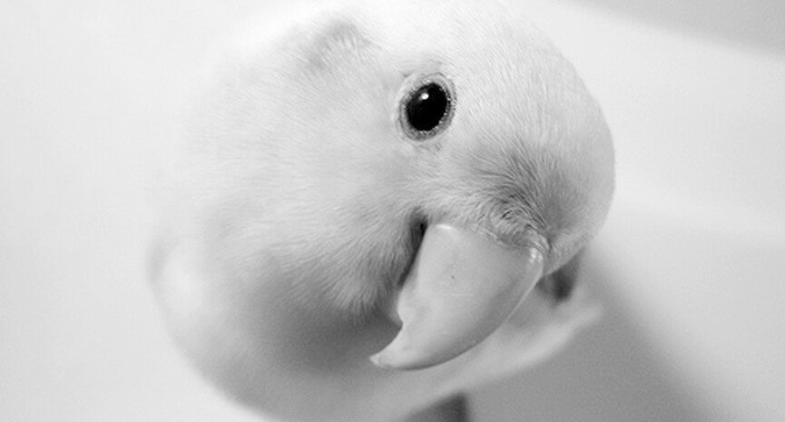 lovely-parrot-face