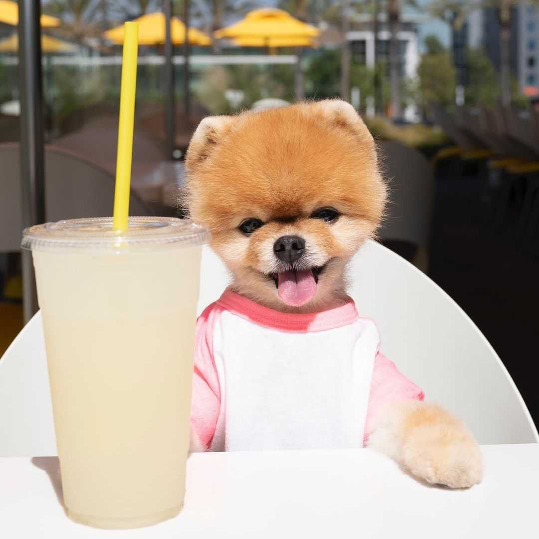 Jiffpom