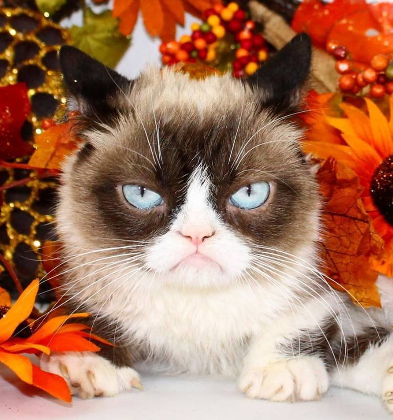 Grumpy Cat