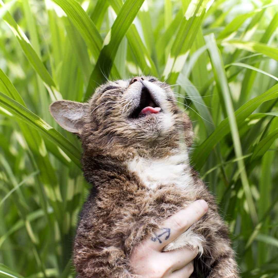 Lil Bub