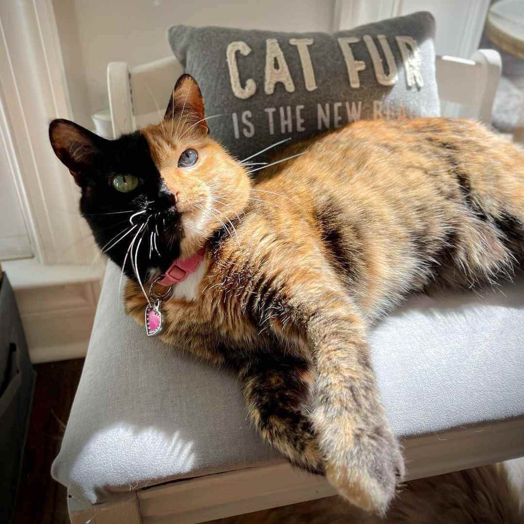 Venus the Two Face Cat