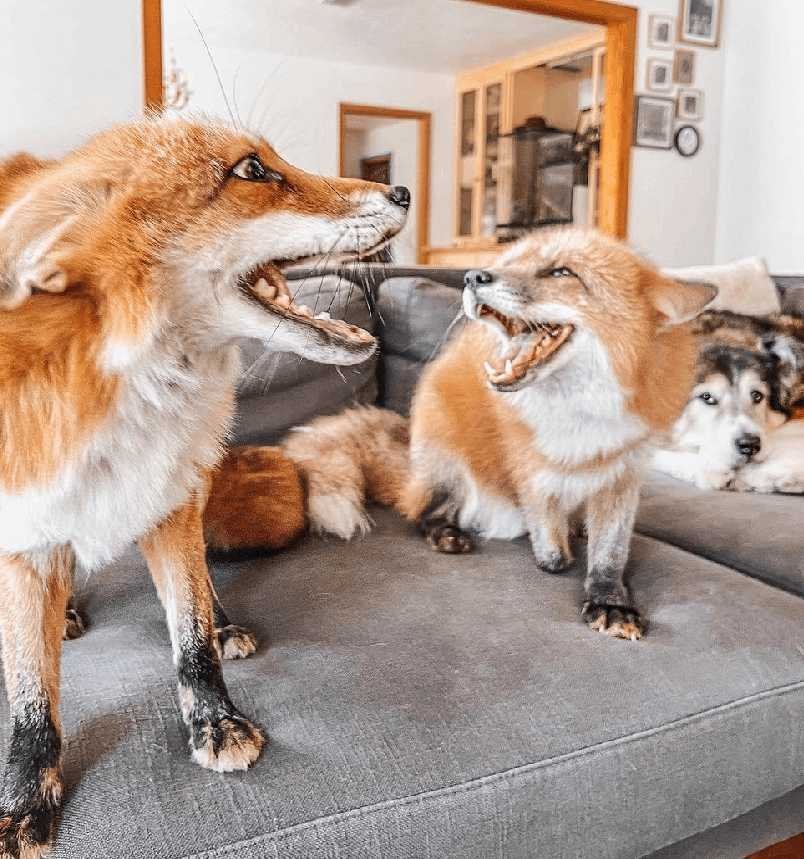 Juniper foxx
