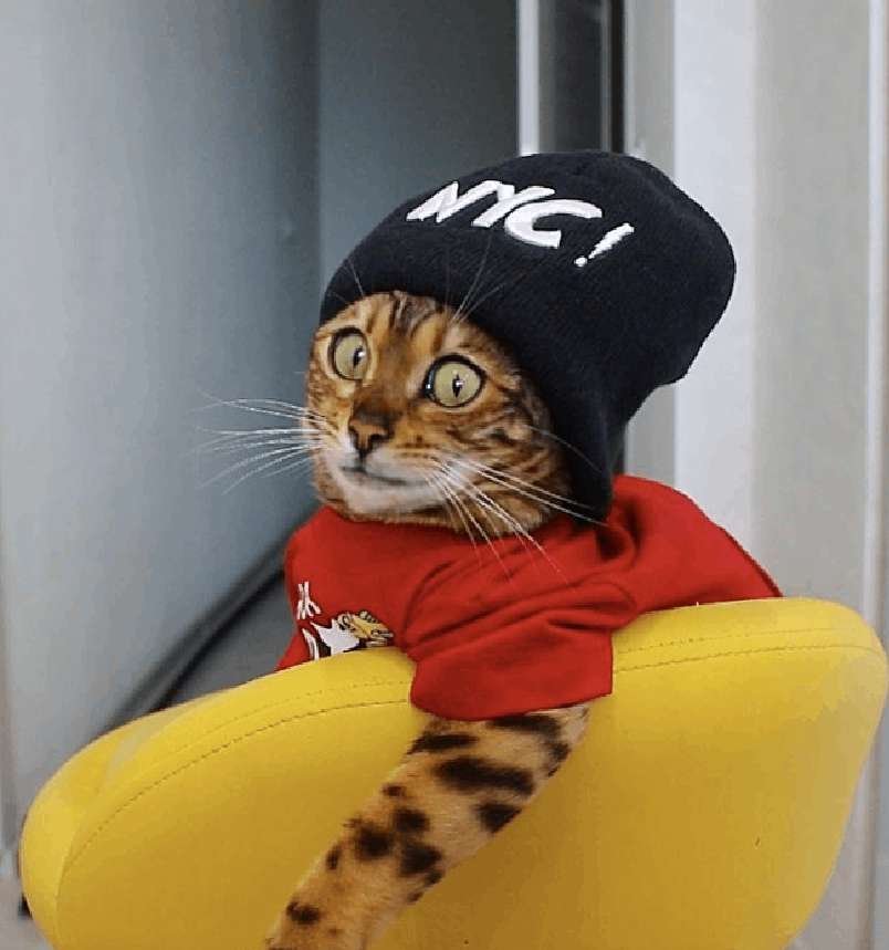Angel Bengal