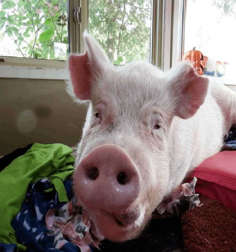 Esther the Wonder Pig