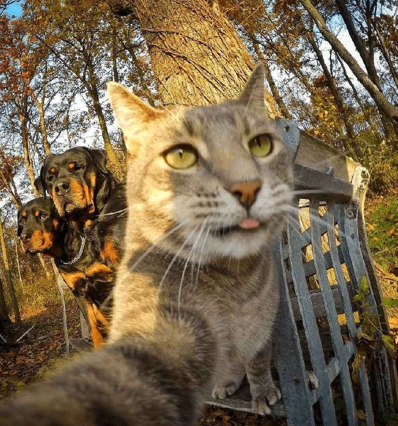 Manny The Selfie Cat
