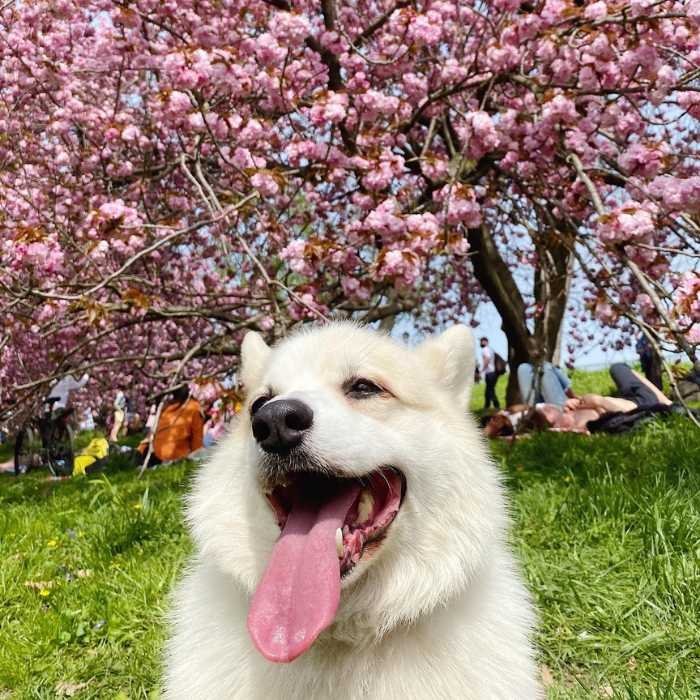 Winston the White Corgi