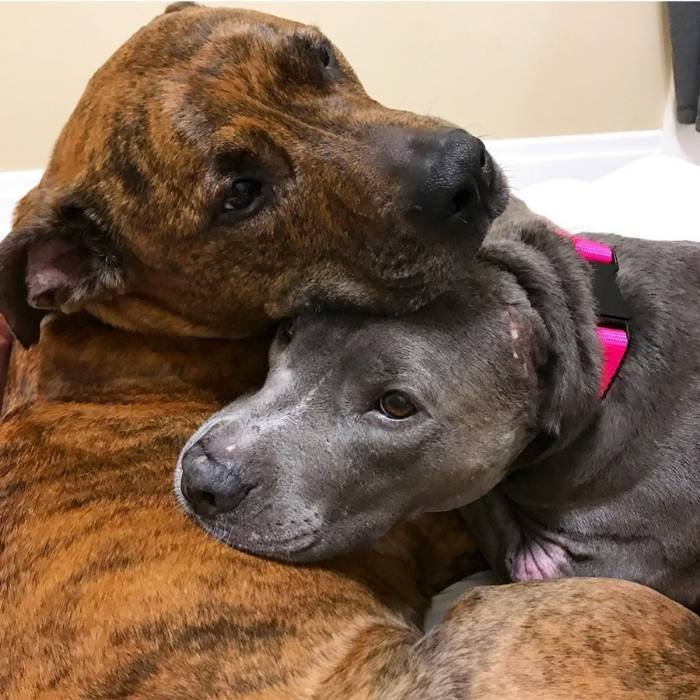 Calista the Pit Bull