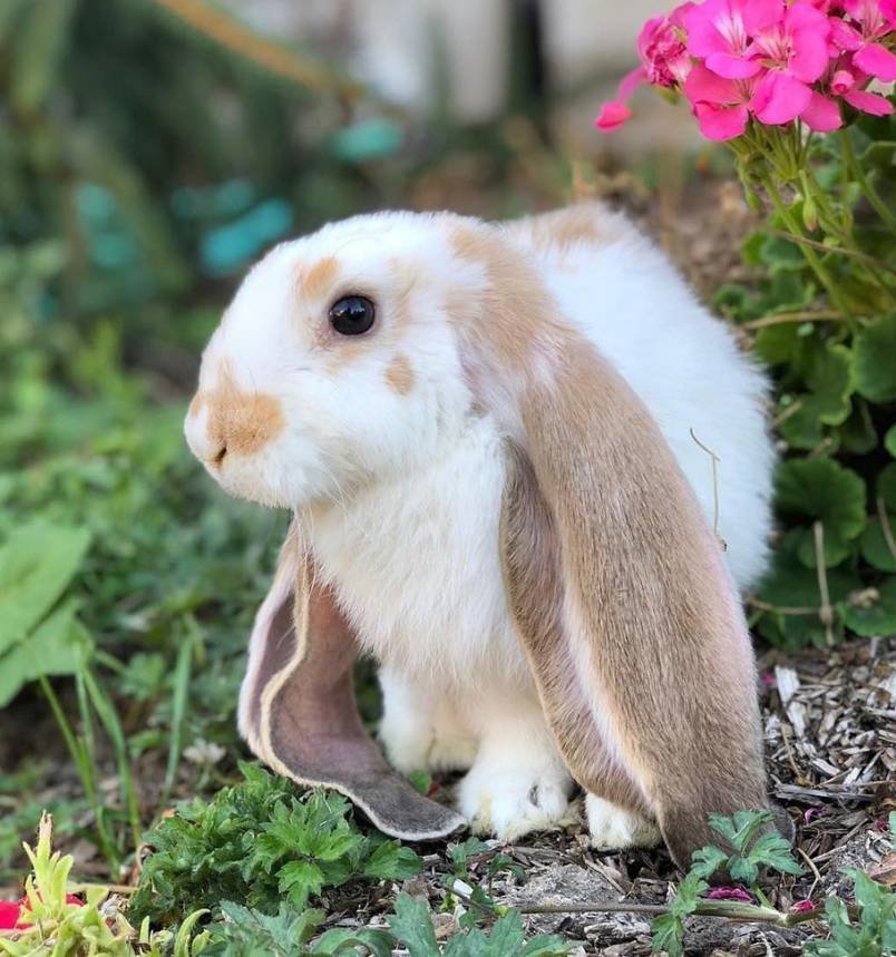 Fabbunnies