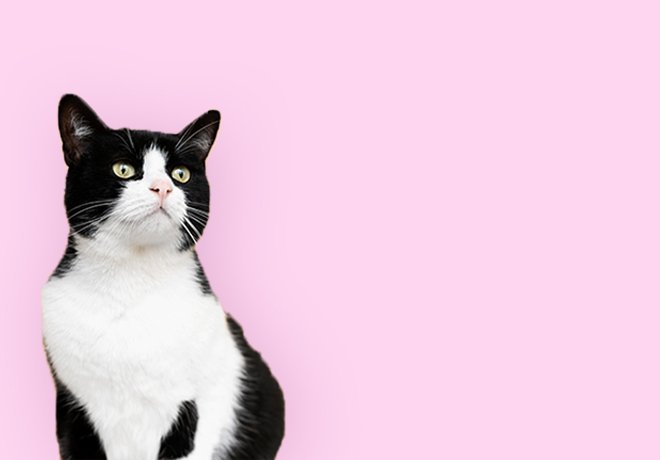 For Cats