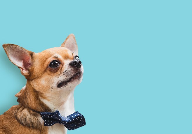 For Dogs