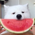 maya the samoyed