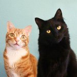 Cole and Marmalade