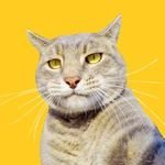 Manny The Selfie Cat