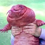 MacGyver the Lizard