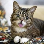 Lil bub