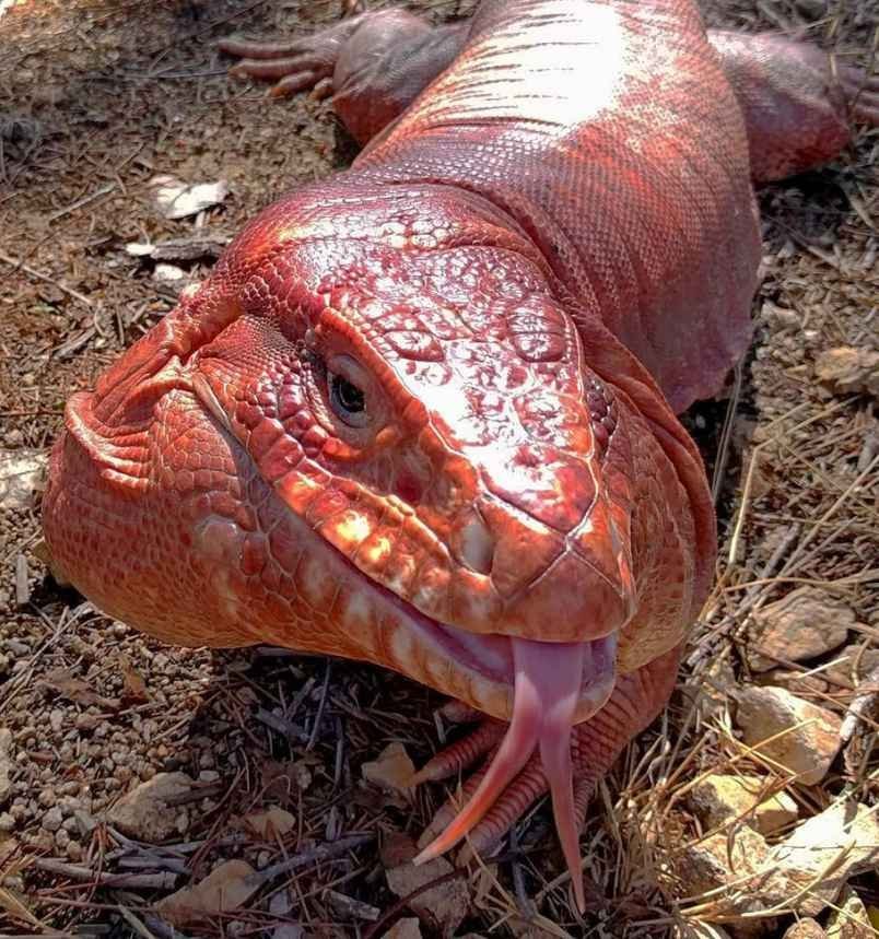 MacGyver the Lizard