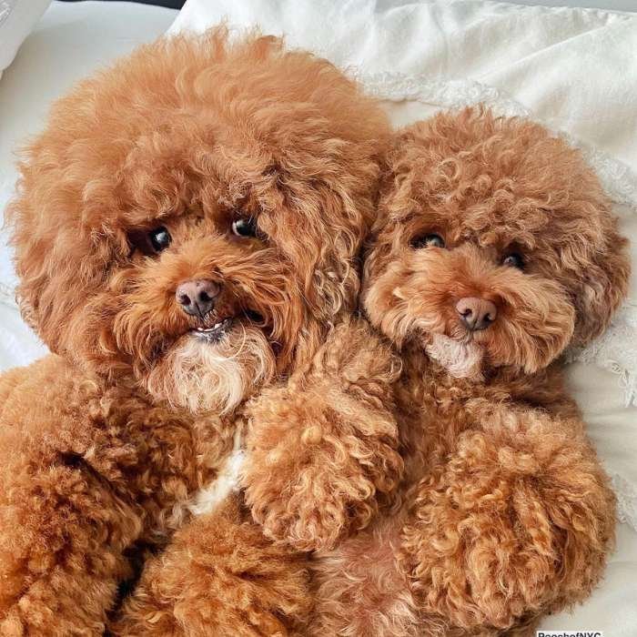 Poodle Mix