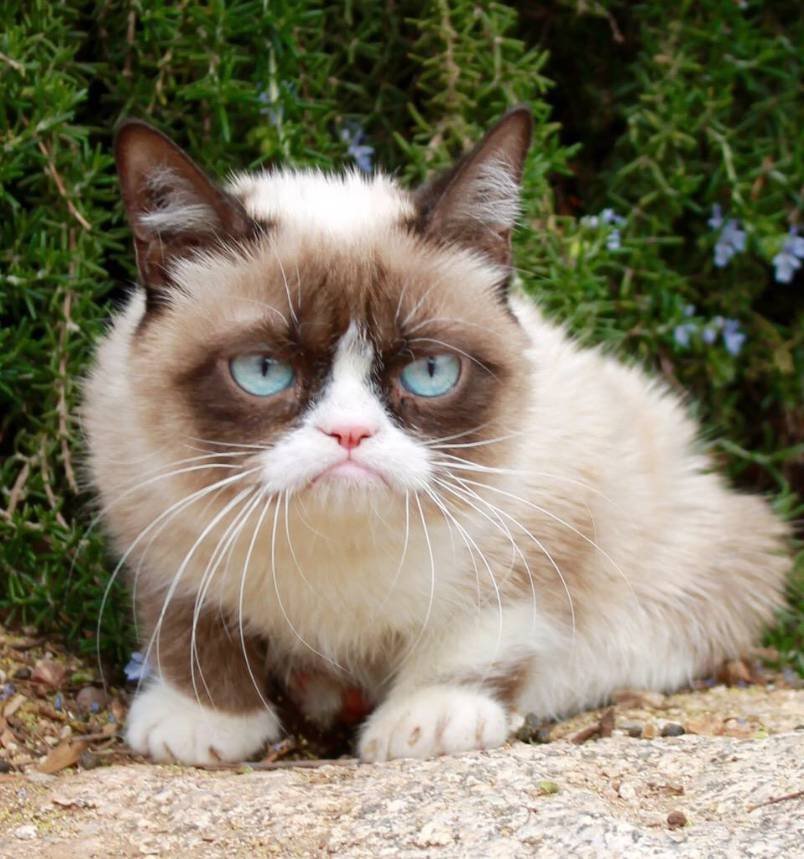 The Official Grumpy Cat