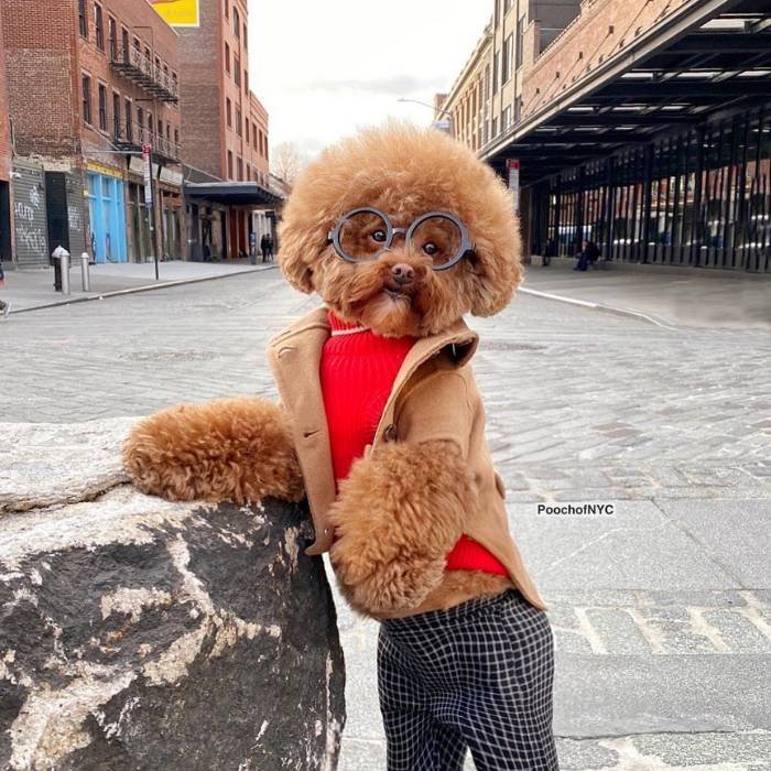 Agador - The Poodle Mix in NYC