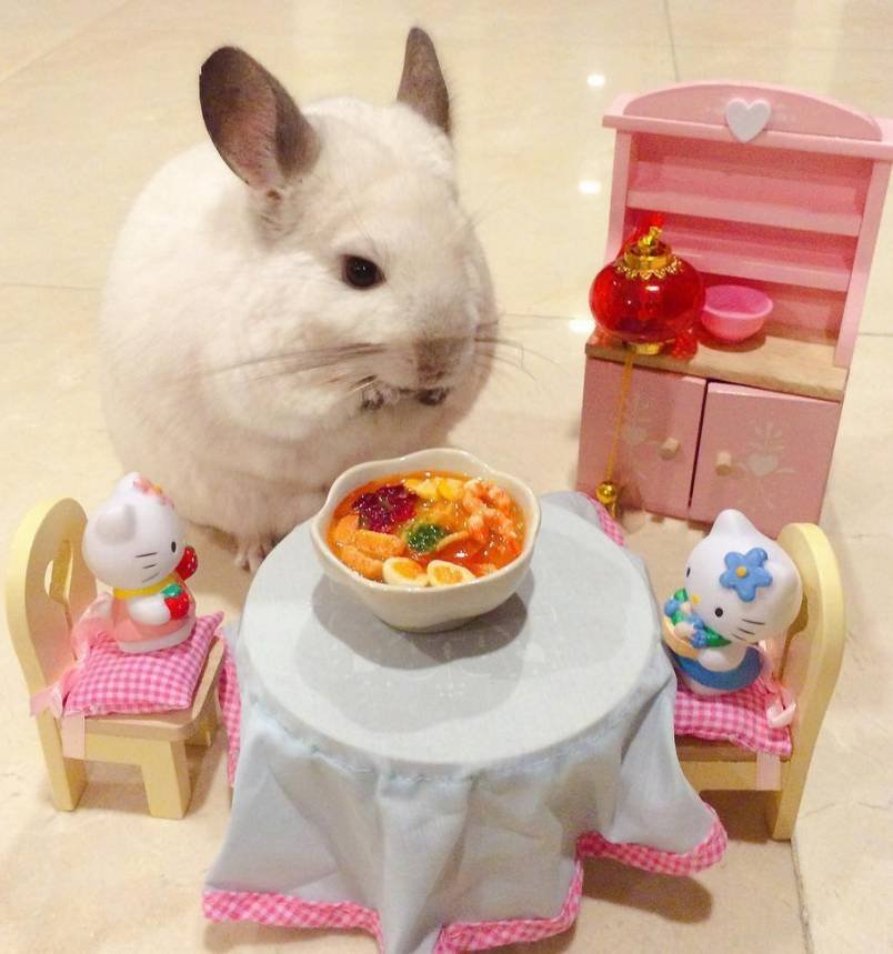 BuBu The Chinchilla