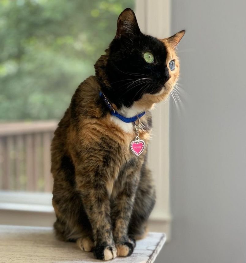Venus Two Face Cat