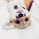 juniperfoxx