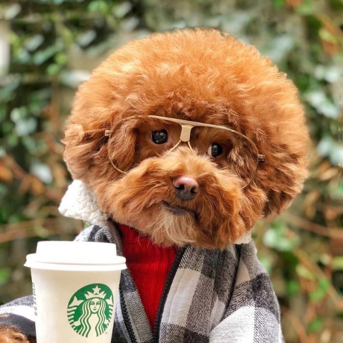 Dog Magazine Star Character