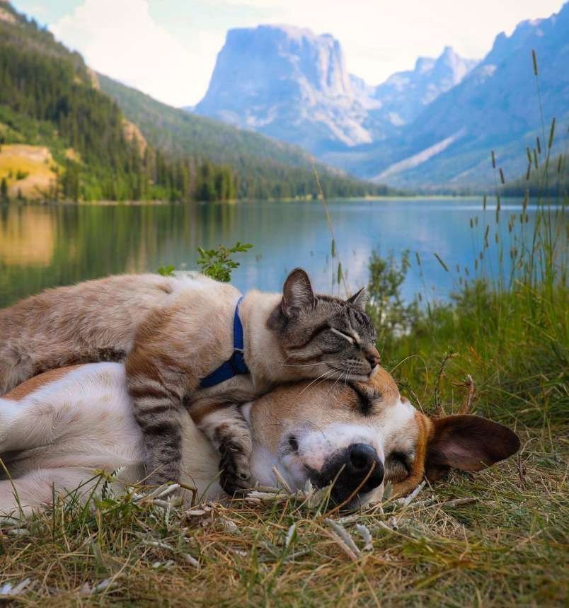 Henry + Baloo