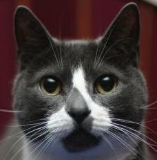 Sockington