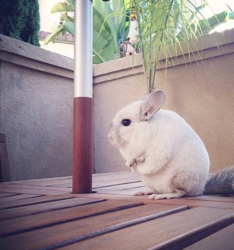 Mr. Bagel The Chinchilla