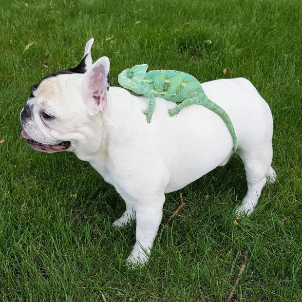 Manny The Frenchie05