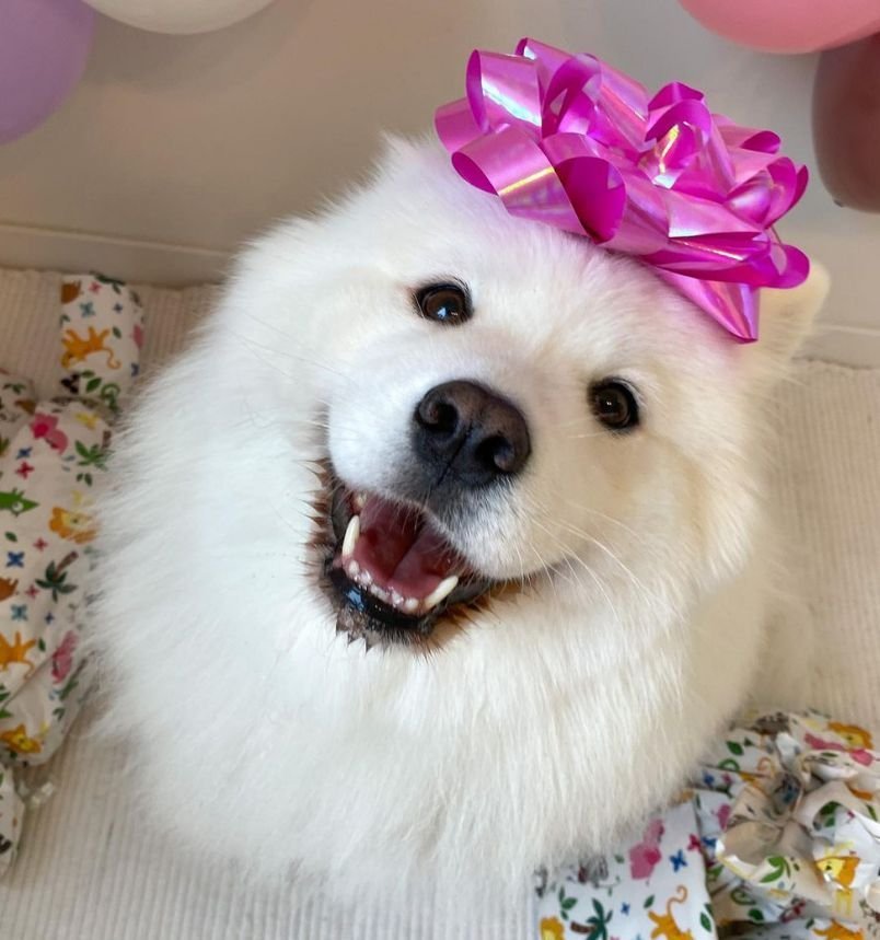 MAYA THE SAMOYED