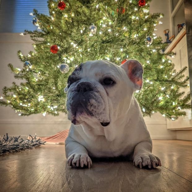 Manny The Frenchie03