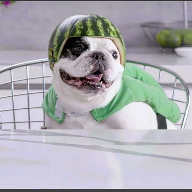Manny The Frenchie02