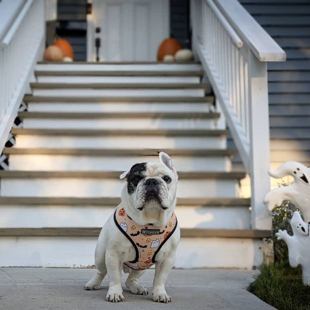 Manny The Frenchie01