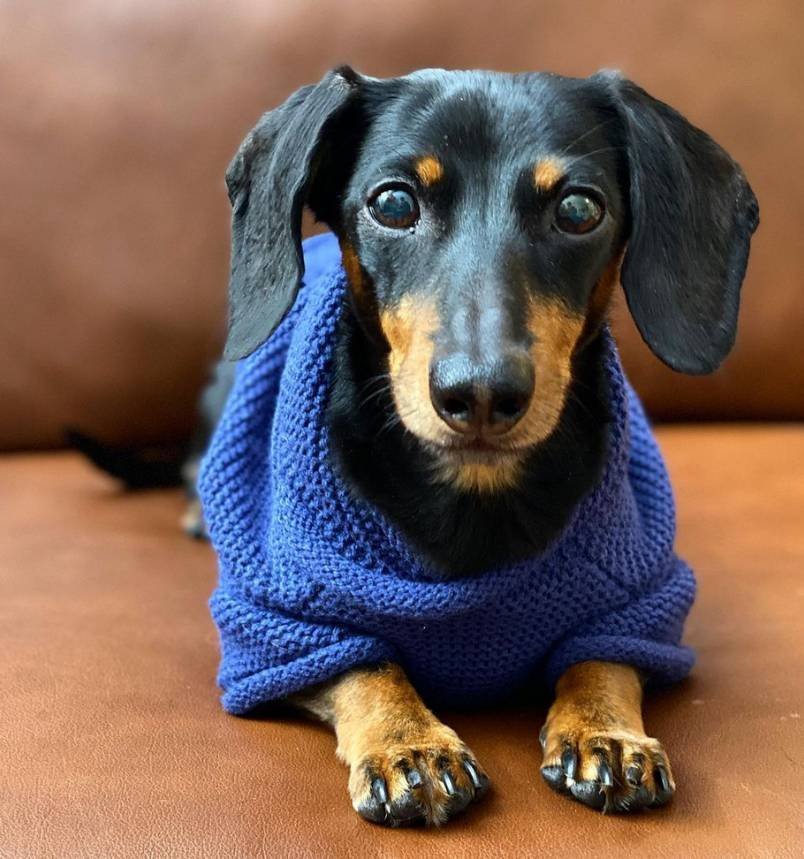 Crusoe Dachshund
