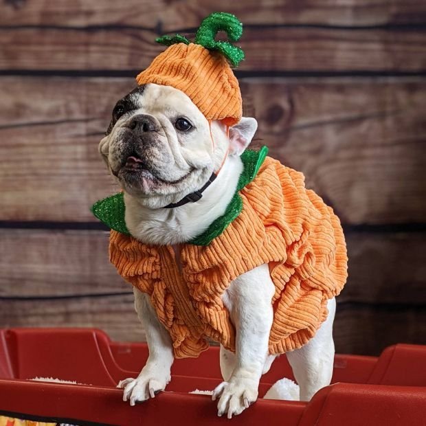 Manny The Frenchie04