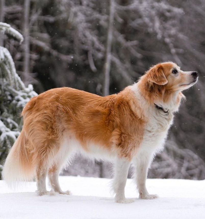 Maple