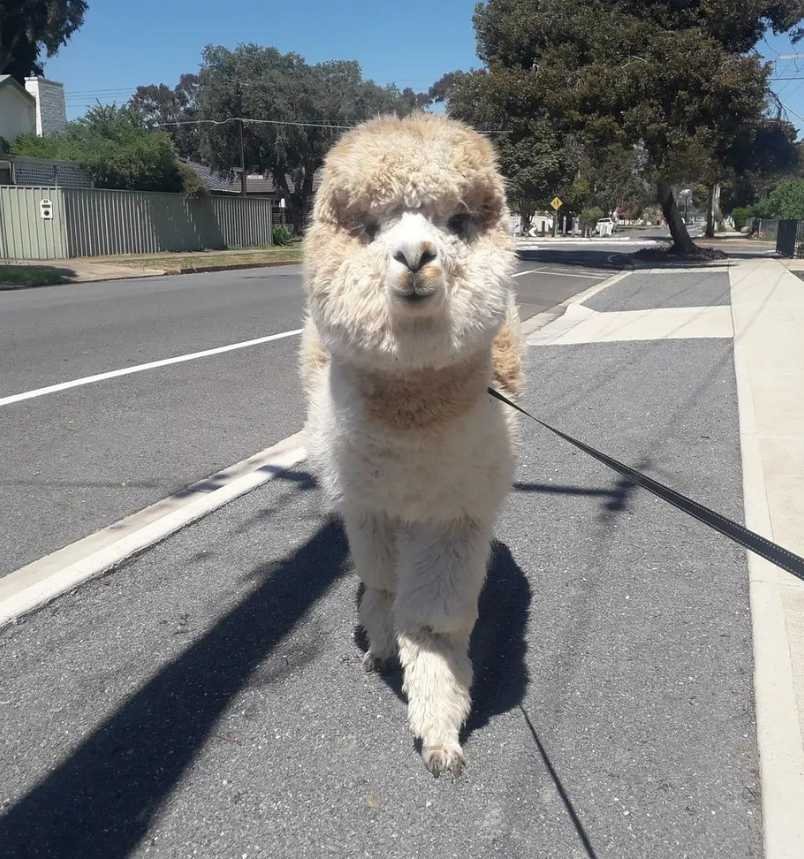 Alfie The Alpaca